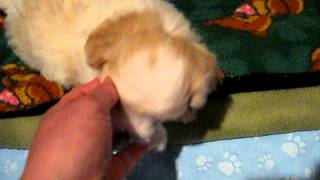 Cuteberry And Her Siblings At Spirit Bear Cotons