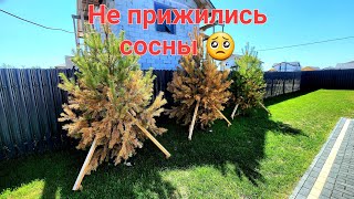 Выпуск№36. Заменили сосны на туи, так как не прижились😔