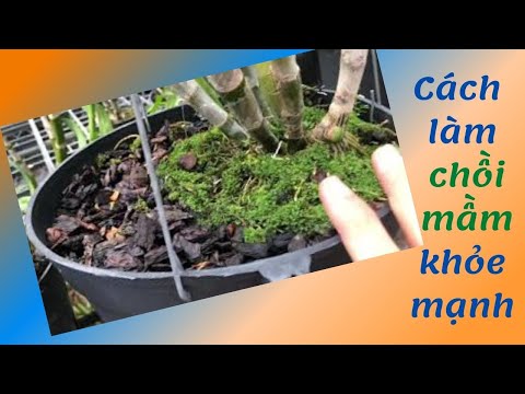 Chia sẽ cách làm cho chồi mầm lên mạnh, đẹp, vượt cây mẹ - MAI HUY