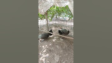 mái chuối🐓 #thứcgàrừng86 #gàrừngrặc #gàrừngtaitrắng