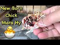 New born chick  mara hy   irshad91