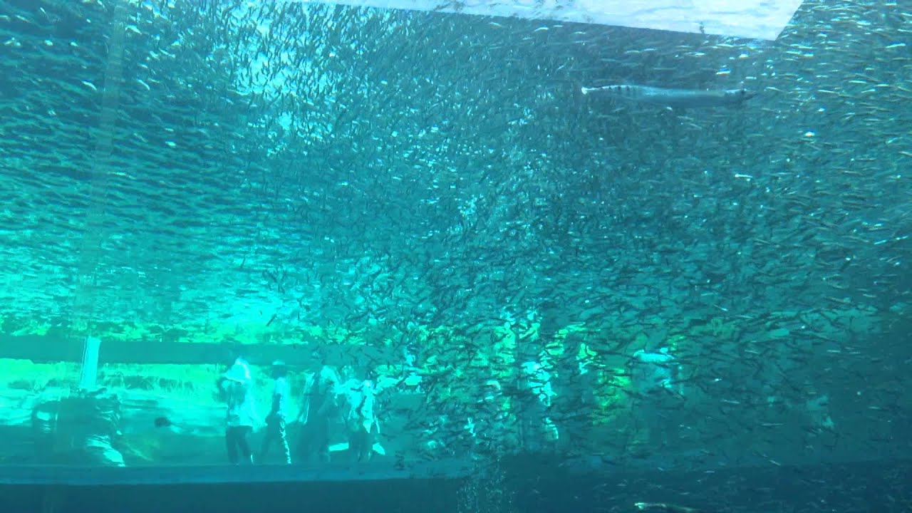 アクアマリンふくしまイワシ玉 Youtube