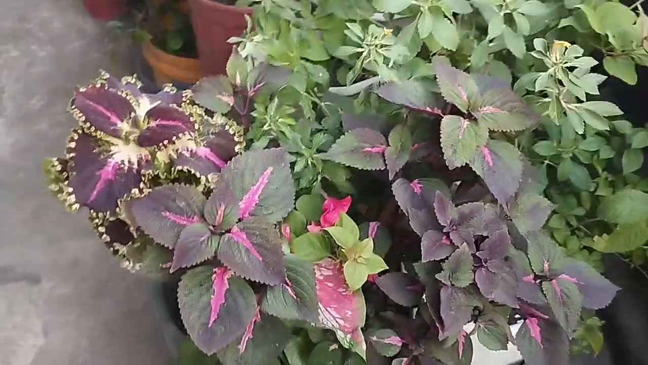 My beautiful garden and our store 