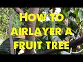 How to air layer any fruit tree
