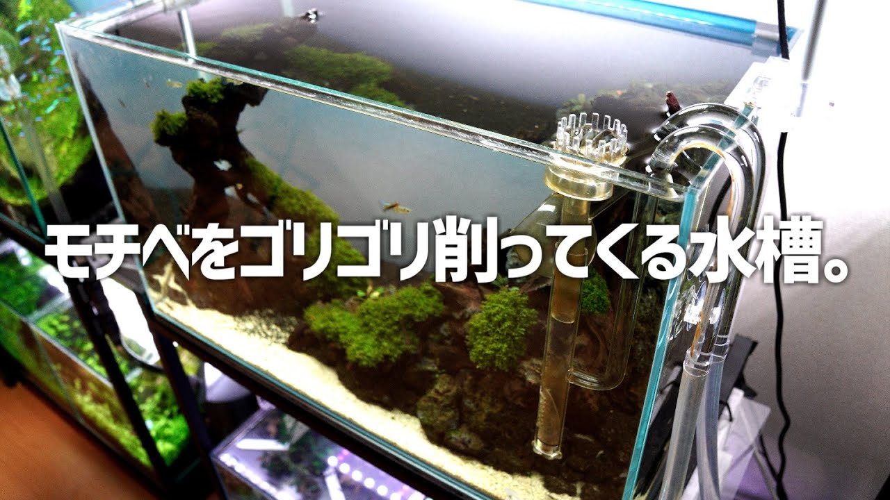 失踪寸前。なんでリセットしないのか分からないあの水槽の今。#530【アクアリウム】