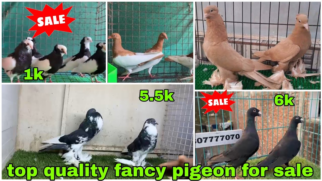 Lahori siraji 😍 frillback, beauty humour 😱 Mukhi, satinet, racing Homer kabootar #pigeon #kabootar 