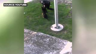 Hammond, Indiana K9 Alleged Abuse