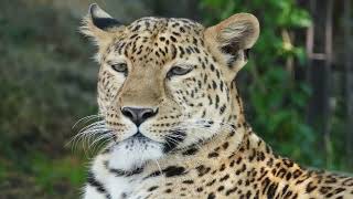 Leopard vs Jaguar: Spot the difference