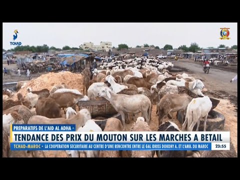 PRÉPARATIFS DE L'AÏD AL-ADHA - Tendance des prix du mouton sur les marchés à Betail