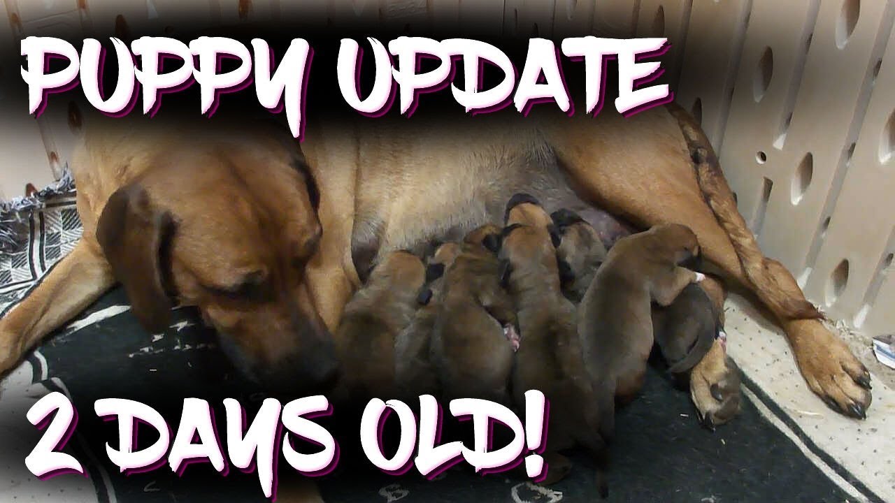 eggs florentine Puppy update - 2 days old!