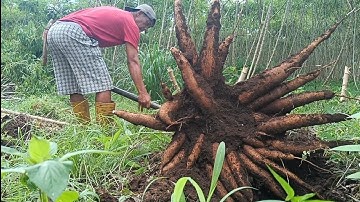 panen singkong hibrida madu. ( BIBIT SINGKONG MASA DEPAN DI INDONESIA 🇮🇩