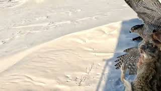 Hare hunting with my goshawk. Outside-26° C. Today  was freezing day. New snow new track .