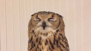 видео: Чихание совы картинка: Чихание совы