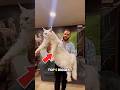 Top 5 Biggest Cat Breeds in the World #bigcat #biggestcat #short