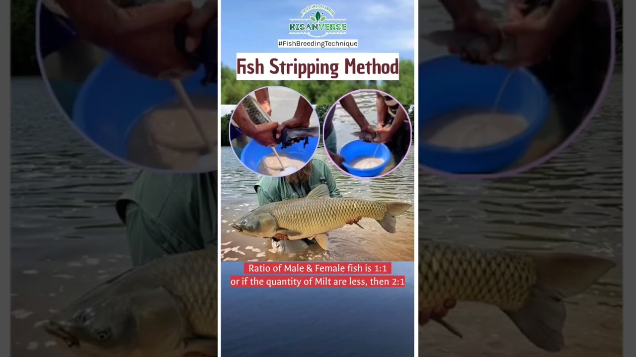 Fish Stripping Method | Fish Breeding Technique/Method  
