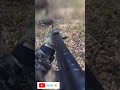  grizzly bear attack on hunting dogs guns and hunters mrbeast shorts tiktok