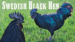 The Other All-Black Chicken Meet The Rare Svarthona