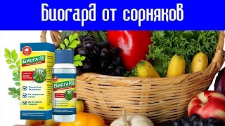 💡 Средство от сорняков на кладбище ❗ Биопрепараты от сорняков лазурит инструкция 😎