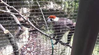 Red-capped Mangabey Playing With Water