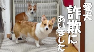 姉犬が妹犬に詐欺のやり方を教えていました・・・【コーギー】