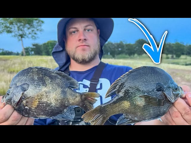 YOU Won't BELIEVE The SIZE Of These BLUEGILL‼️ BLUEGILL Fishing