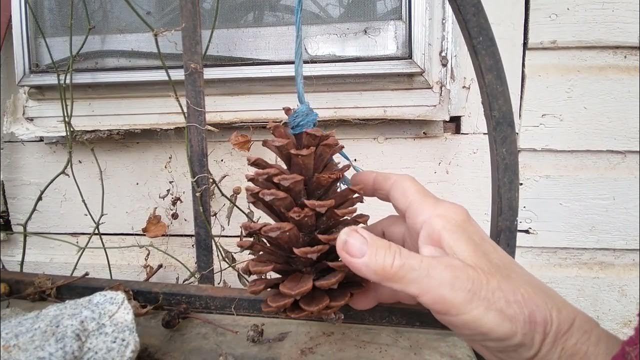 The pine cone weather forecast YouTube