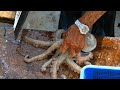 Cutting Live Octopus in Sai Kung seafood market, Hong Kong