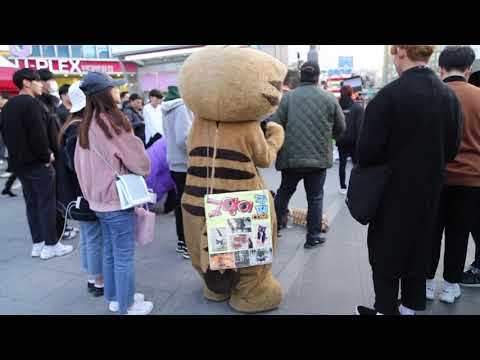 JHKTV] 신촌 명물고양이 <strong>구경도</strong> 재밋네 shin chon special cat The viewing is fun too