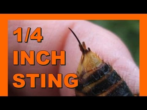 Basic Insect Anatomy - Asian Giant Hornet Suzumebachi - Real Japan Monsters