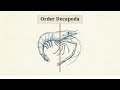 Study of external morphology and meristic characteristics of crustacea and mollusca.
