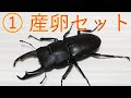 【コクワガタ飼育記①】産卵セットを組む！