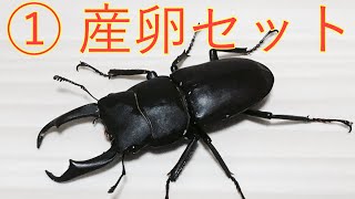 【コクワガタ飼育記①】産卵セットを組む！