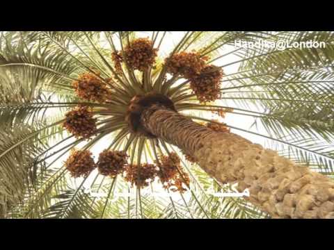 نايف شلبي اريم جقجي
