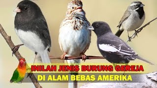 Inilah Jenis Burung Gereja Di Amerika Beserta Kicauannya Yang Merdu