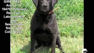 URGENT DOGS INDEPENDENCE MISSOURI ANIMAL SHELTER