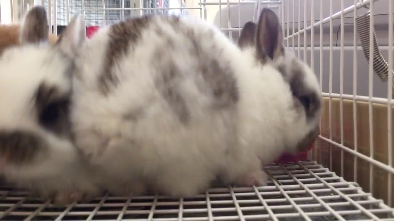 発狂するほど可愛い子うさぎの動画 4 Youtube