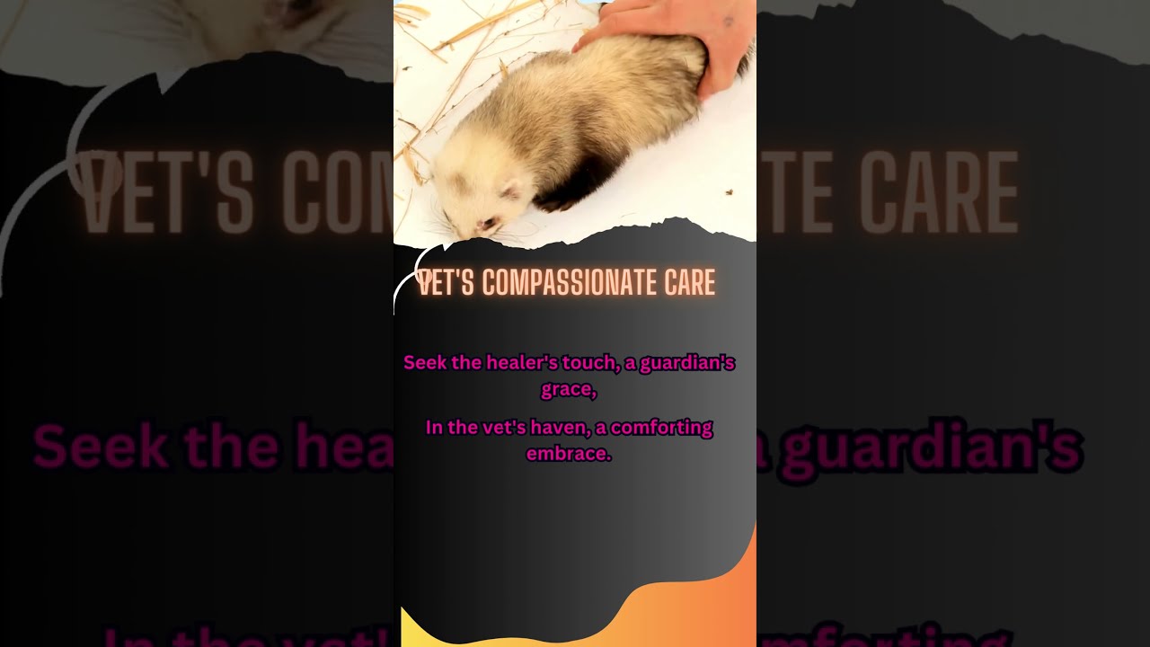 Heartfelt Veterinary Care: Compassion Beyond Treatment