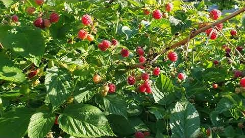 20200617 Even More Ripe Prelude Raspberries