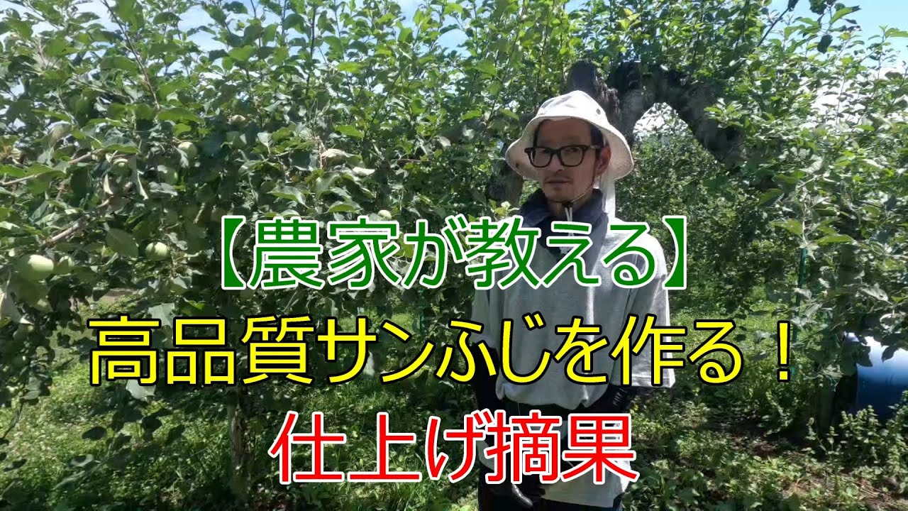 農家が教える！高品質サンふじりんごを作る仕上げ摘果
