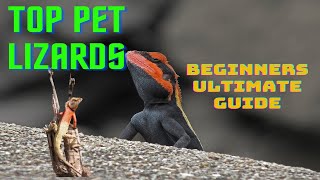 Top Pet Lizards for beginners, Your ultimate guide by Adore nature 401 views 4 months ago 2 minutes, 32 seconds