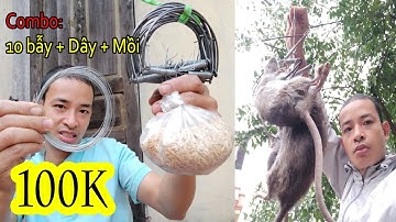 Cách bẫy chuột hiệu quả - Hướng dẫn cách sử dụng bẫy chuột bán nguyệt từ A đến Z | Nuy Valo