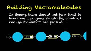 Human Physiology # 11- Construction of Macromolecules