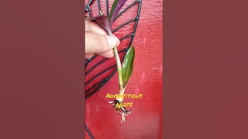 #Adventitious_roots