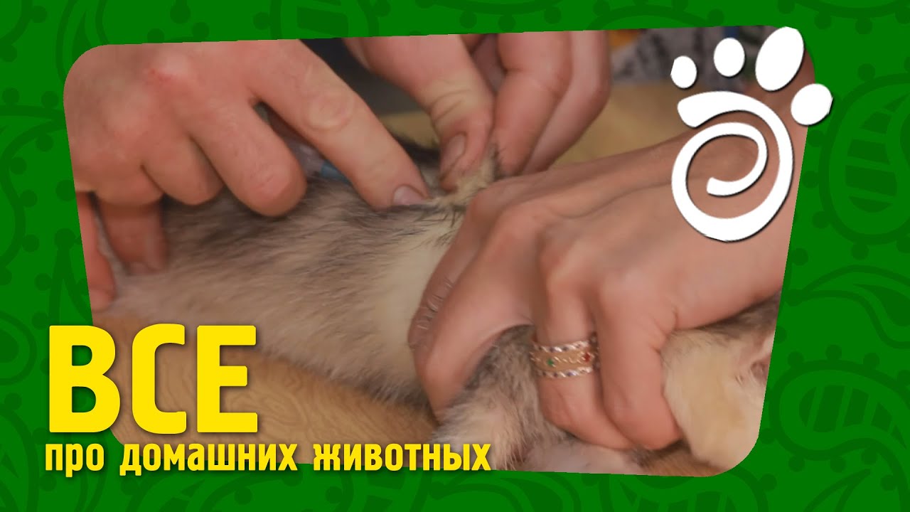 Вакцинация Для Хорька. Все О Домашних Животных