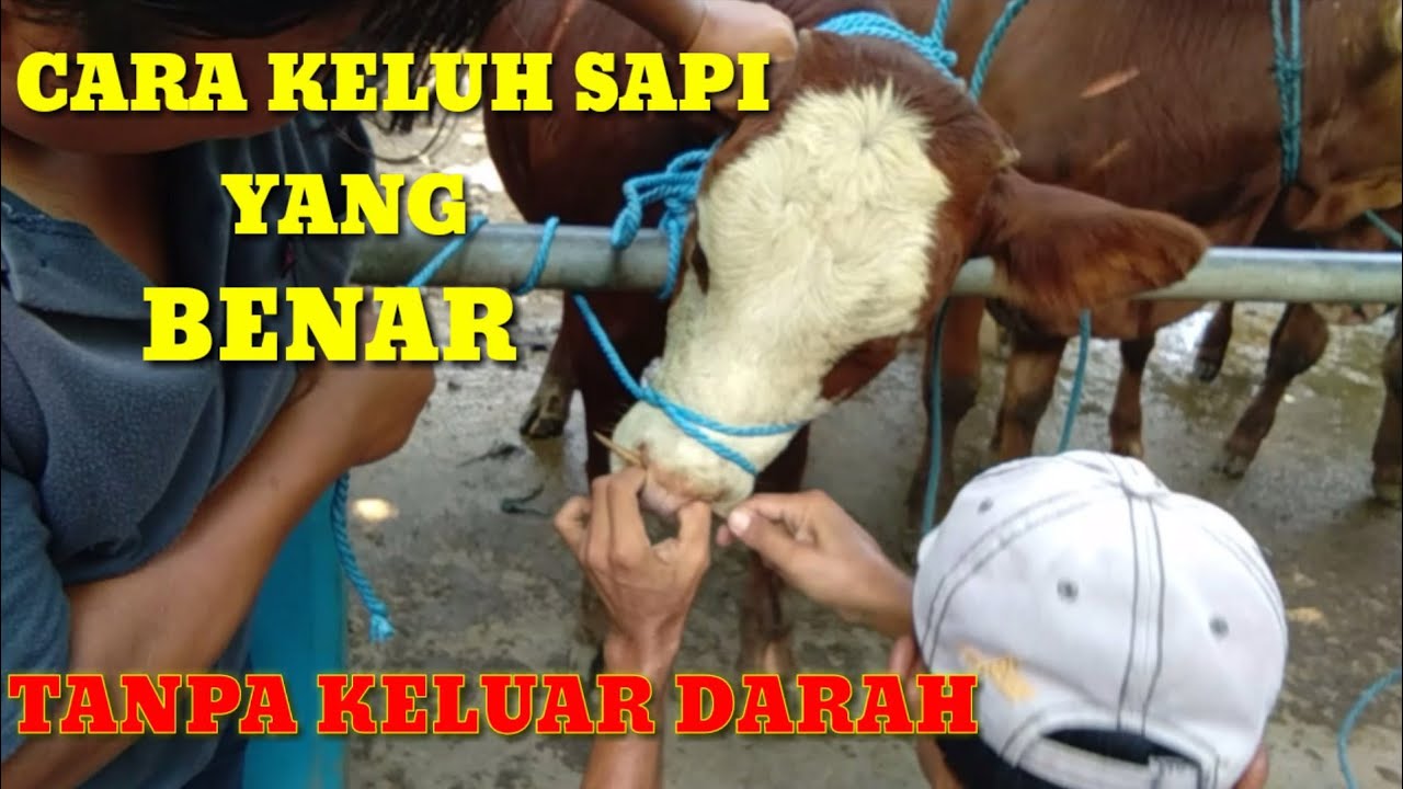 CARA KELUH SAPI YANG BENAR 