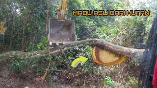 Operator Excavator Diserang Ribuan Tawon Hutan Saat Bekerja, Lihat Cara Mengambil Madu Nya