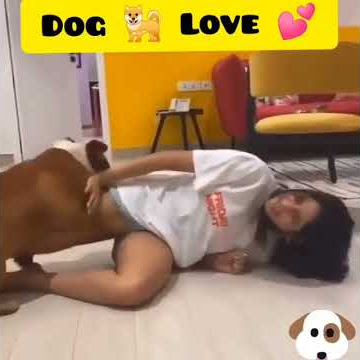 Cinta anjing dengan Gadis •Anjing rumahan sangat lucu