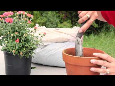 How to Plant Mums in a Container : Planting & Caring for Mums