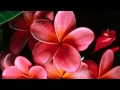 Musica para meditar La voz de las flores ( HD)