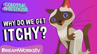 Why Does Scratching An Itch Feel Good | COLOSSAL QUESTIONS